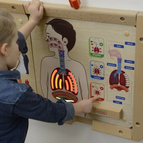 MASTERKIDZ Tablica Edukacyjna Układ Oddechowy Montessori MASTERKIDZ Tablica Edukacyjna Układ Oddechowy Montessori